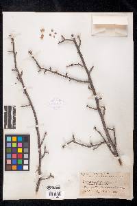 Bursera fagaroides image