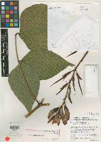 Erythrina batolobium image