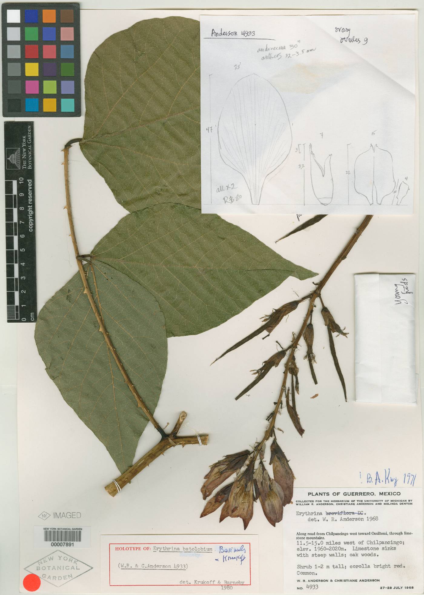 Erythrina batolobium image