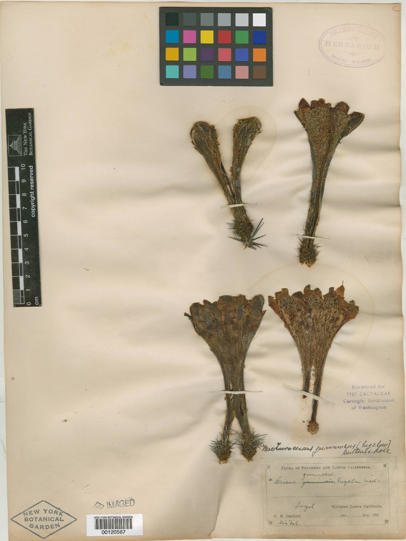 Cereus gummosus image