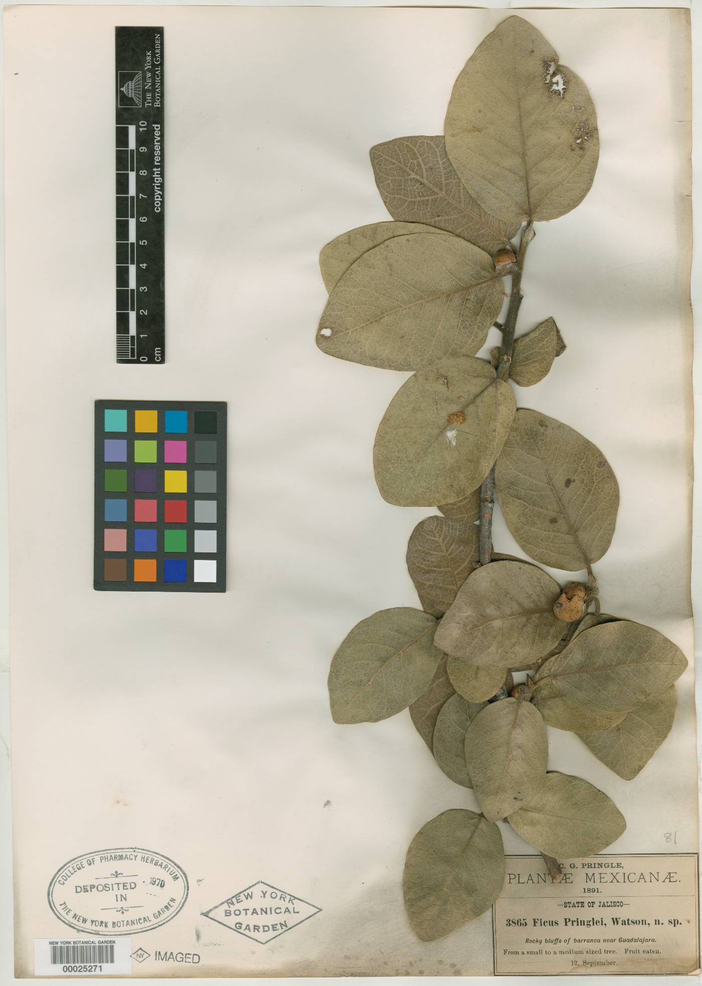 Ficus pringlei image