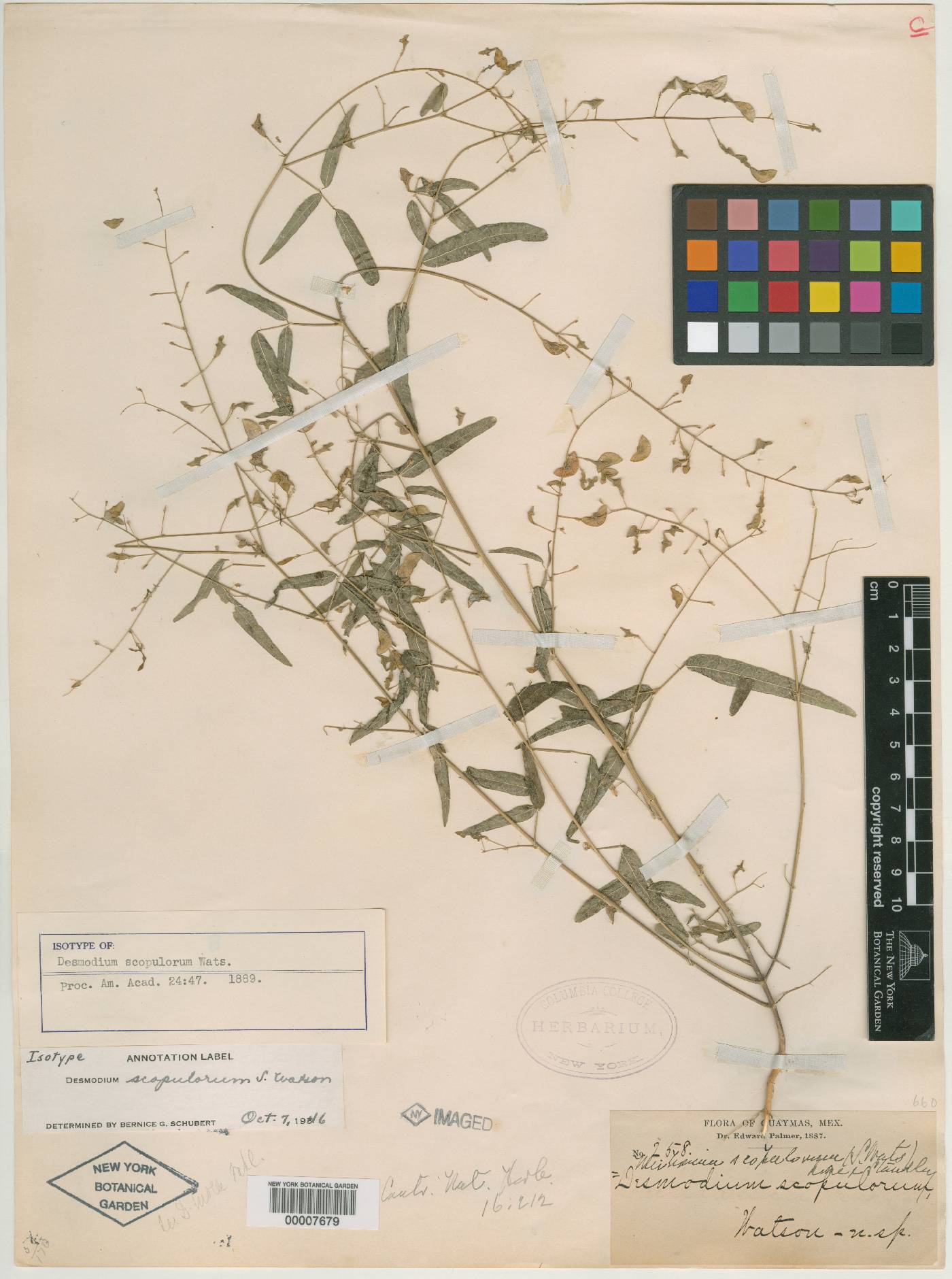 Desmodium scopulorum image