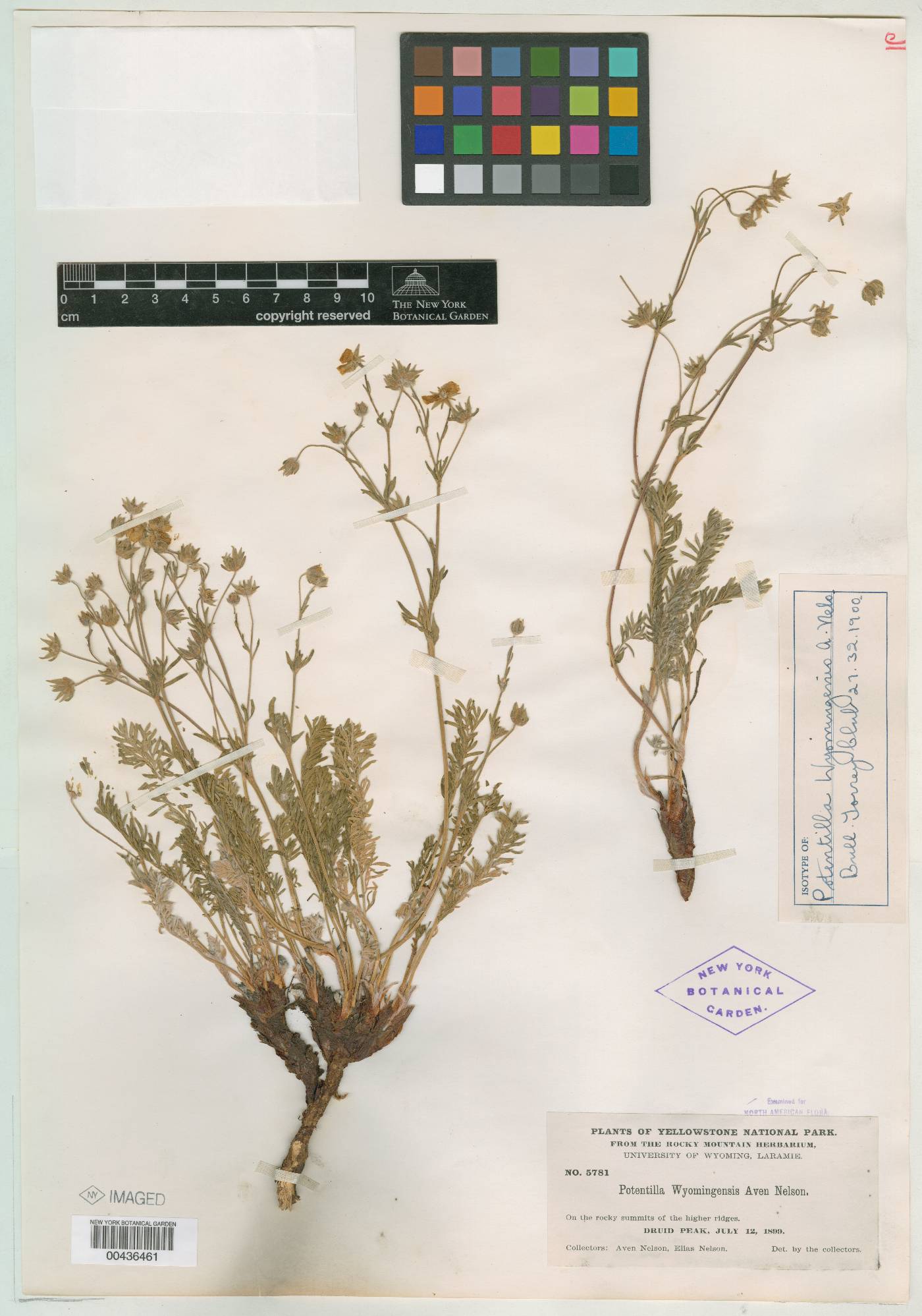Potentilla wyomingensis image