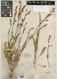 Silene pectinata image