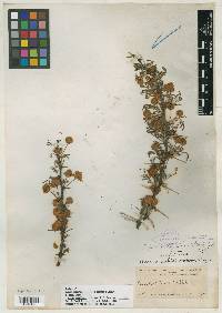 Acacia subtortuosa image