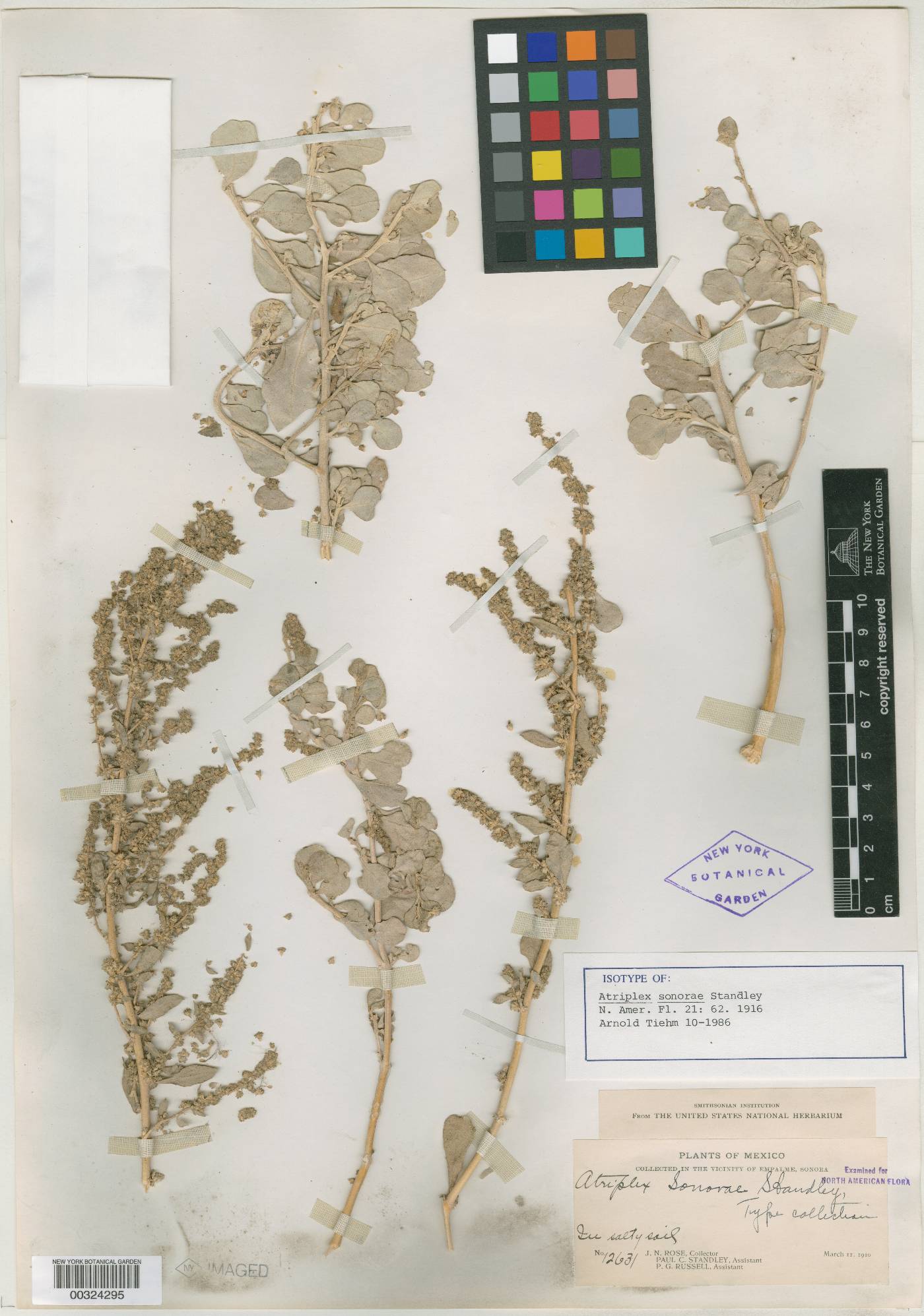 Atriplex barclayana subsp. sonorae image