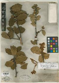 Quercus crassifolia image