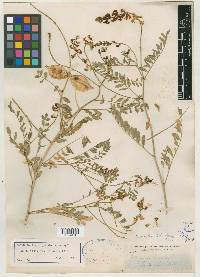 Astragalus douglasii var. parishii image