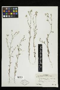 Cryptantha pterocarya image