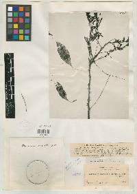 Mimosa acantholoba image