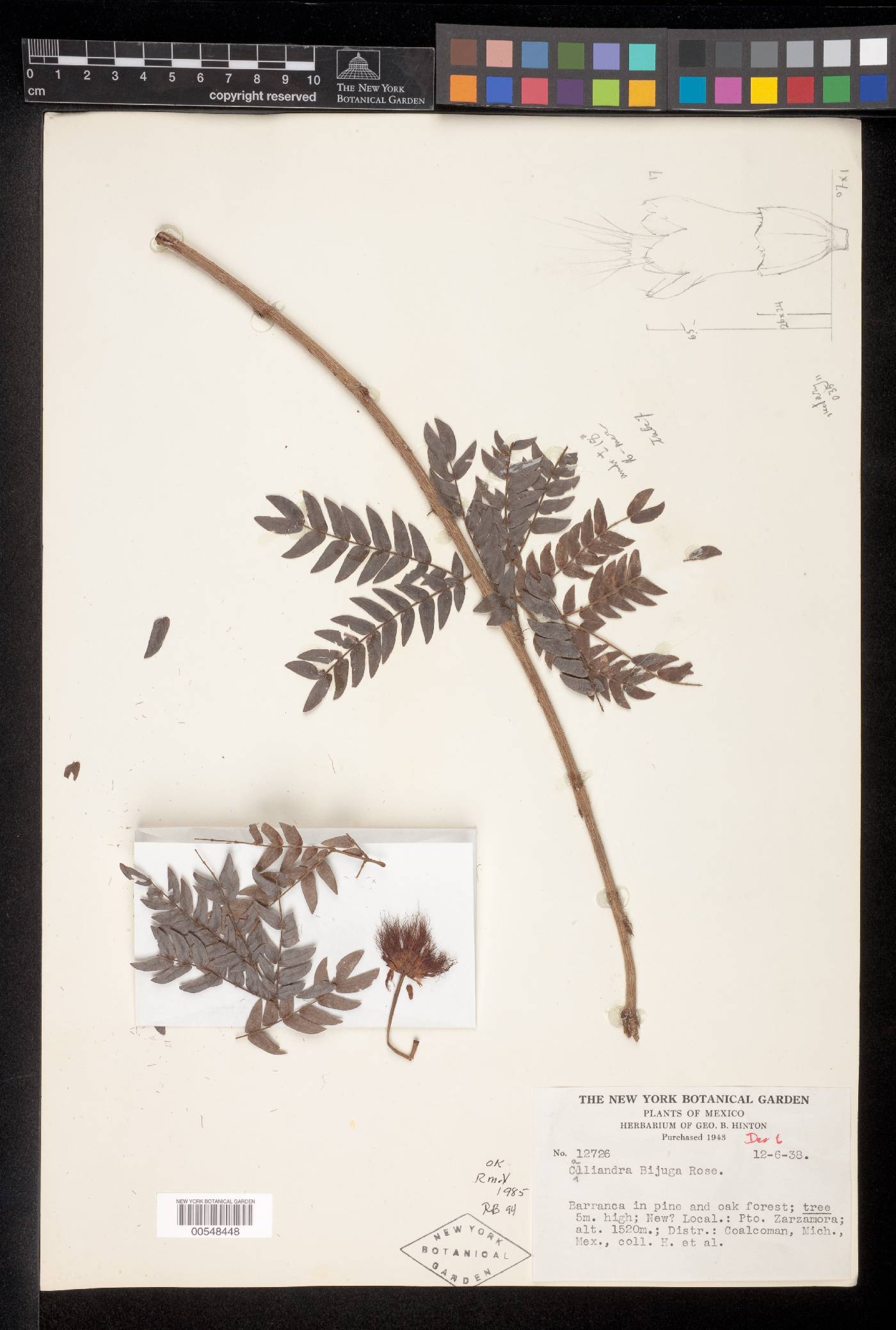Calliandra michelii image
