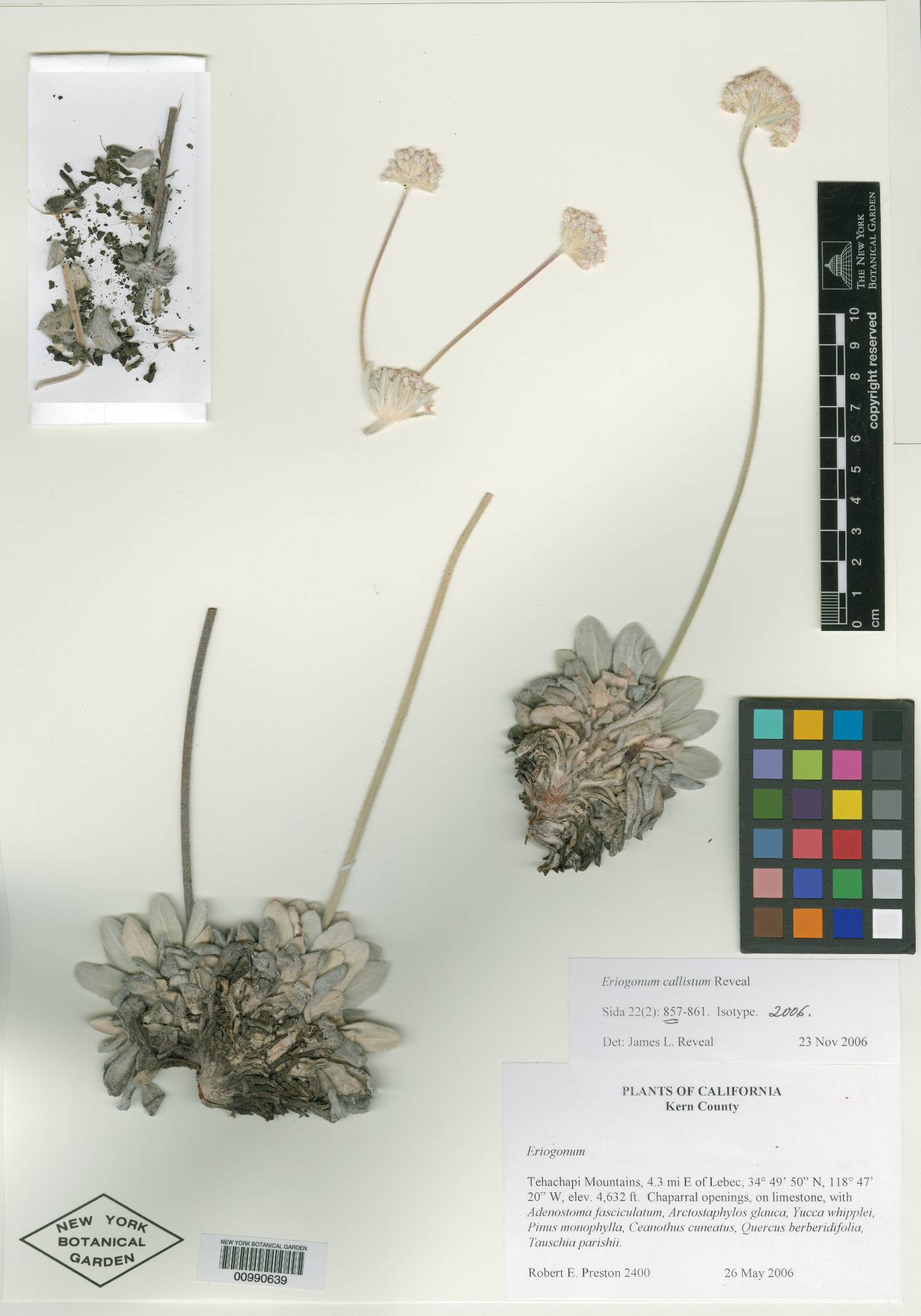 Eriogonum callistum image