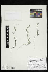 Cryptantha nevadensis image