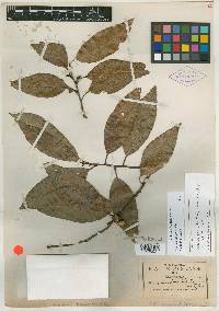 Quercus trinitatis image