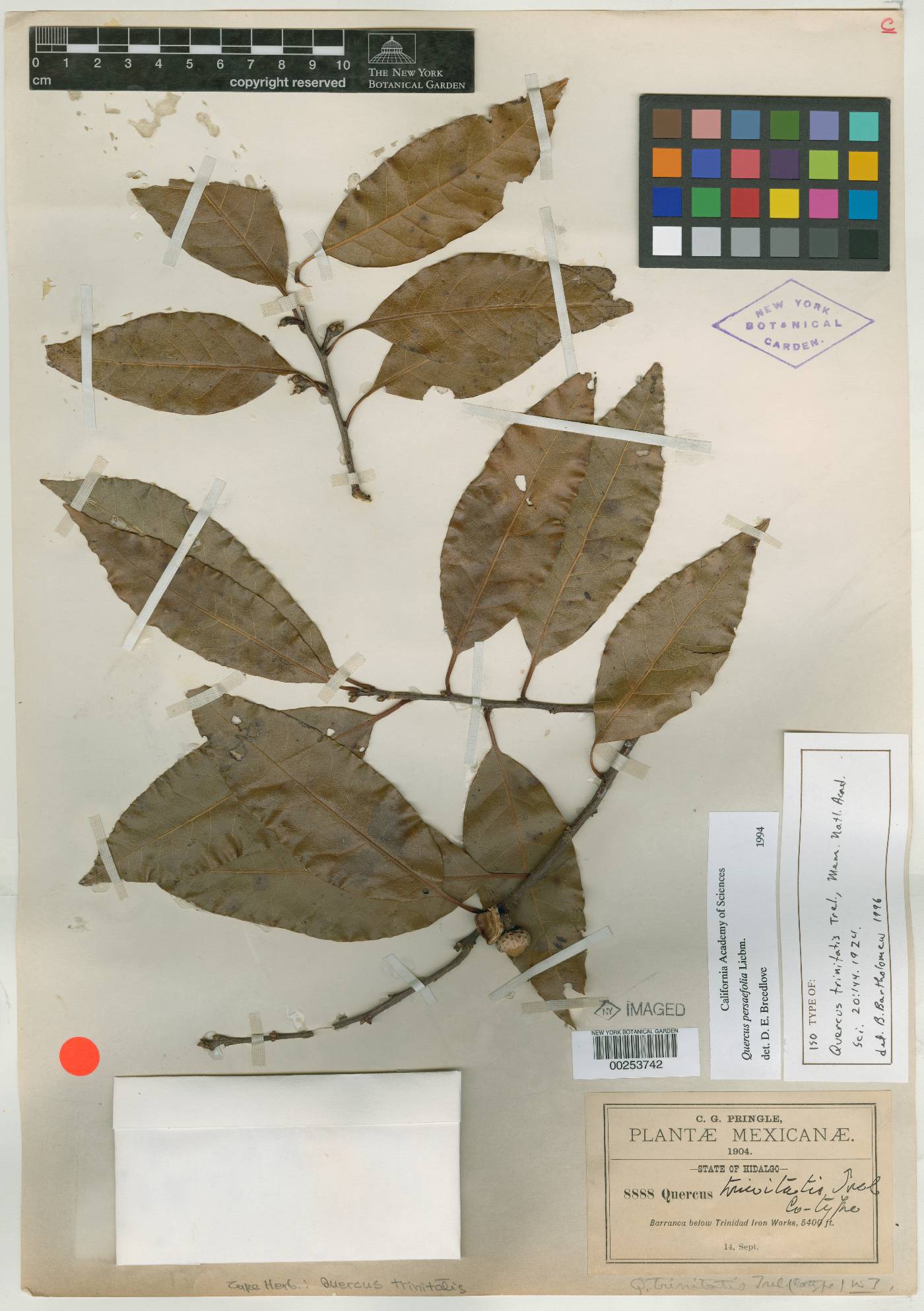 Quercus ocoteifolia image