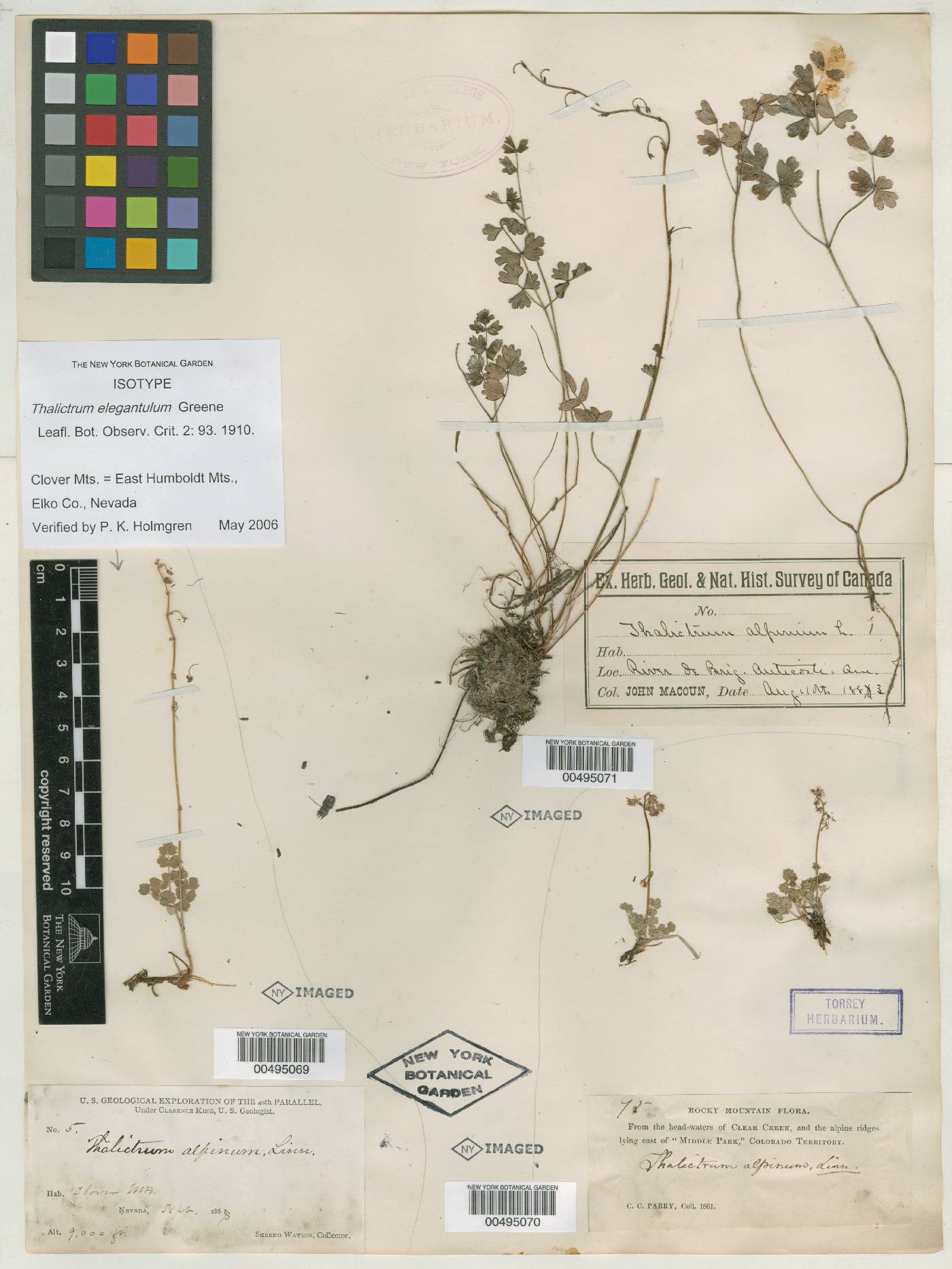 Thalictrum elegantulum image