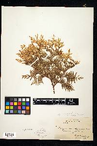 Thuja occidentalis image