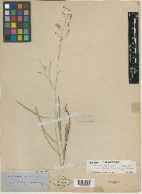 Desmodium angustifolium image