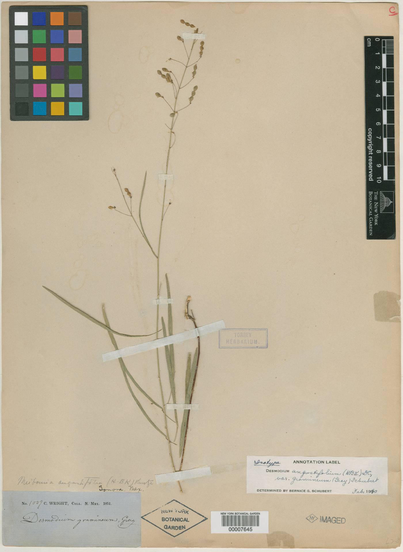 Desmodium angustifolium var. gramineum image