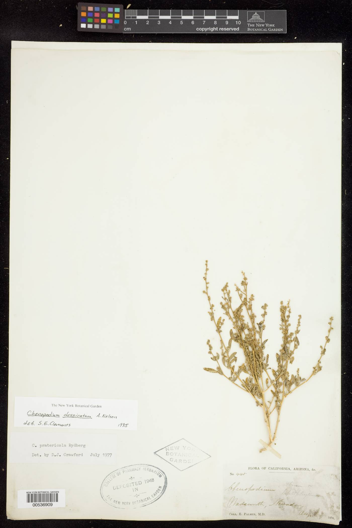 Chenopodium desiccatum image