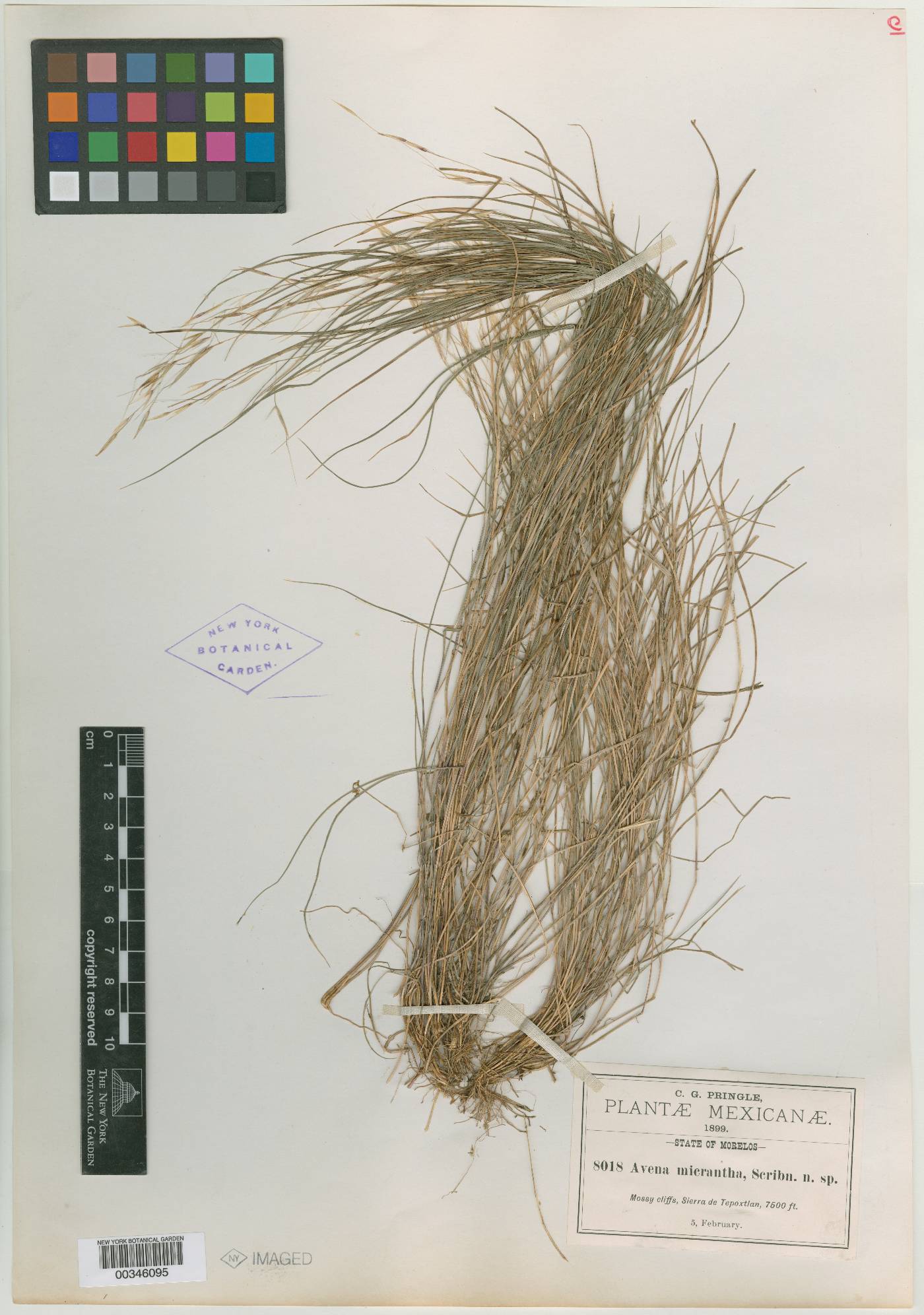 Triniochloa micrantha image