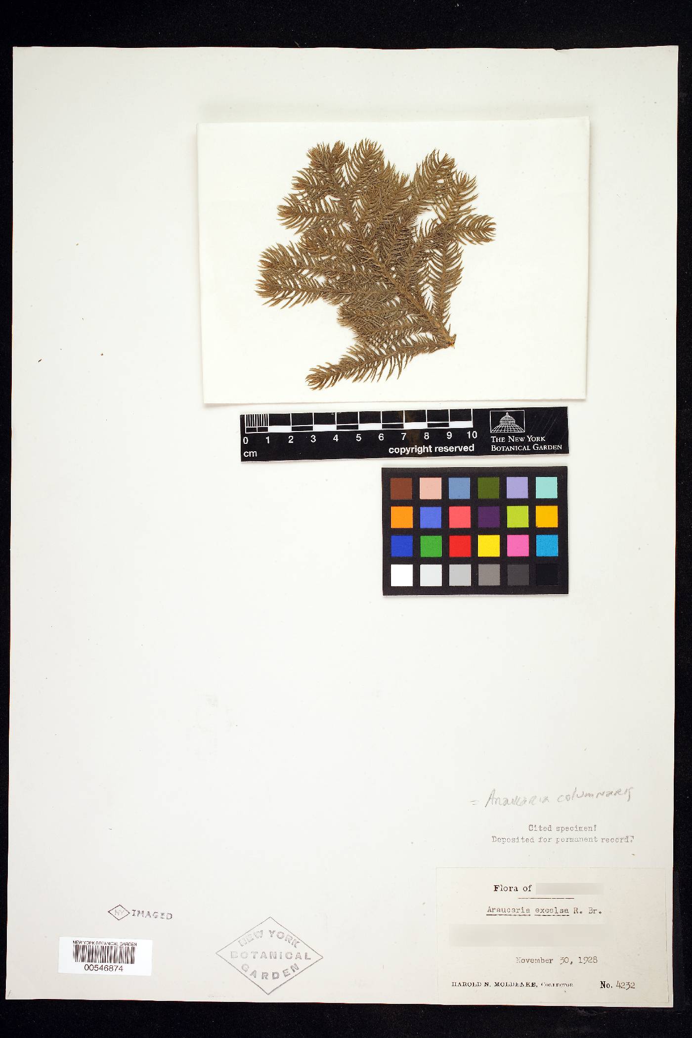 Araucaria columnaris image