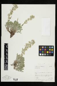 Cryptantha fulvocanescens image