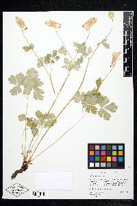 Aquilegia elegantula image