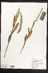 Platanthera stricta image