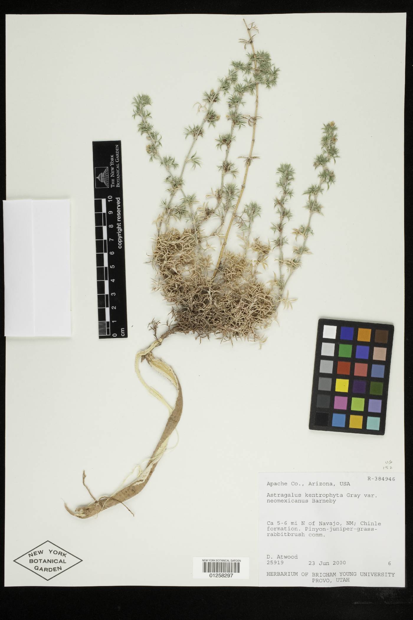 Astragalus kentrophyta var. neomexicanus image