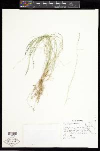 Muhlenbergia richardsonis image