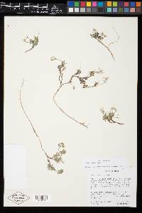 Draba sobolifera image