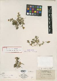 Image of Cerastium pulchellum