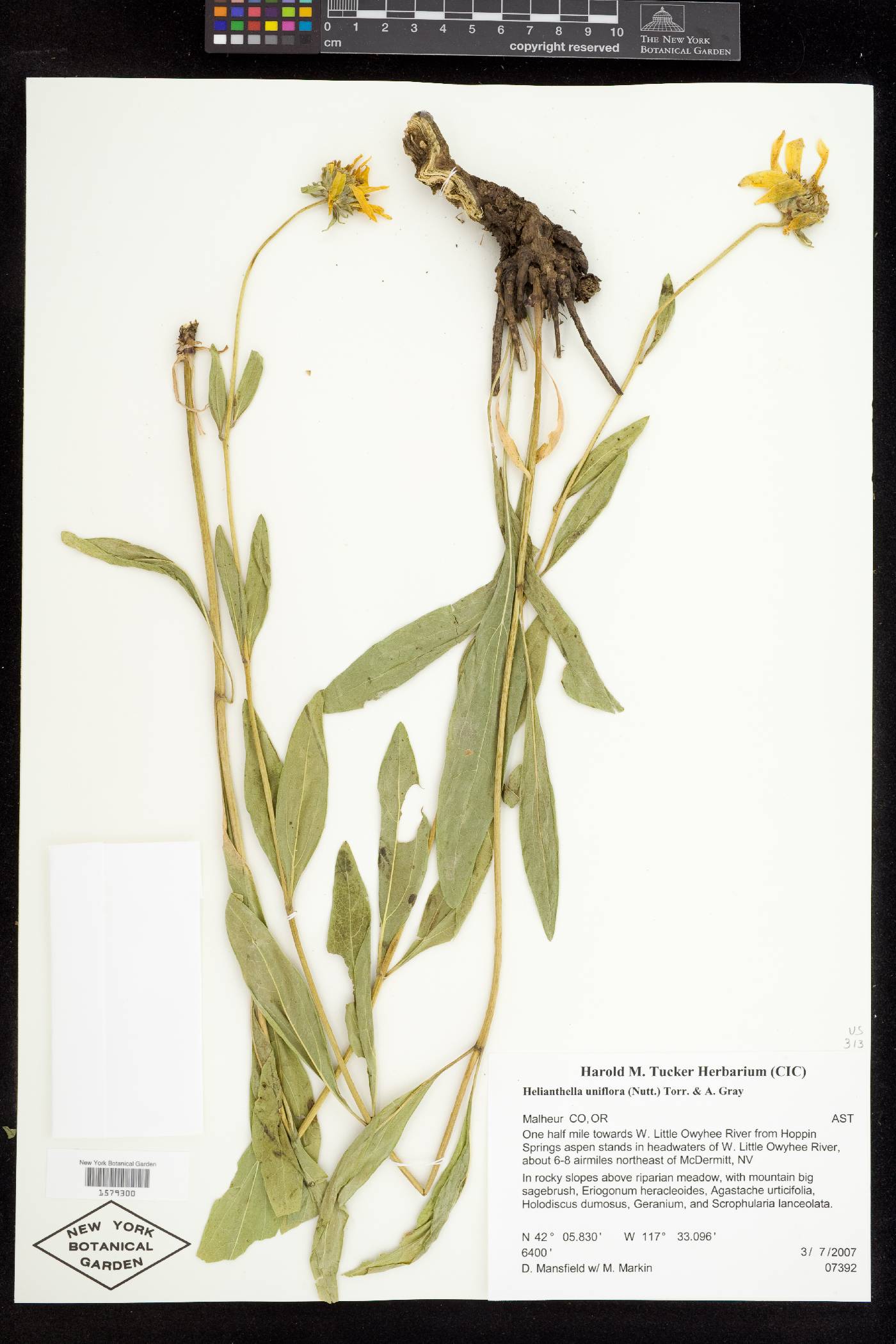 Helianthella uniflora var. uniflora image