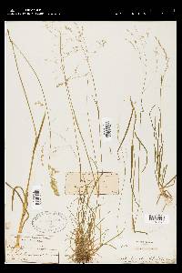 Poa autumnalis image