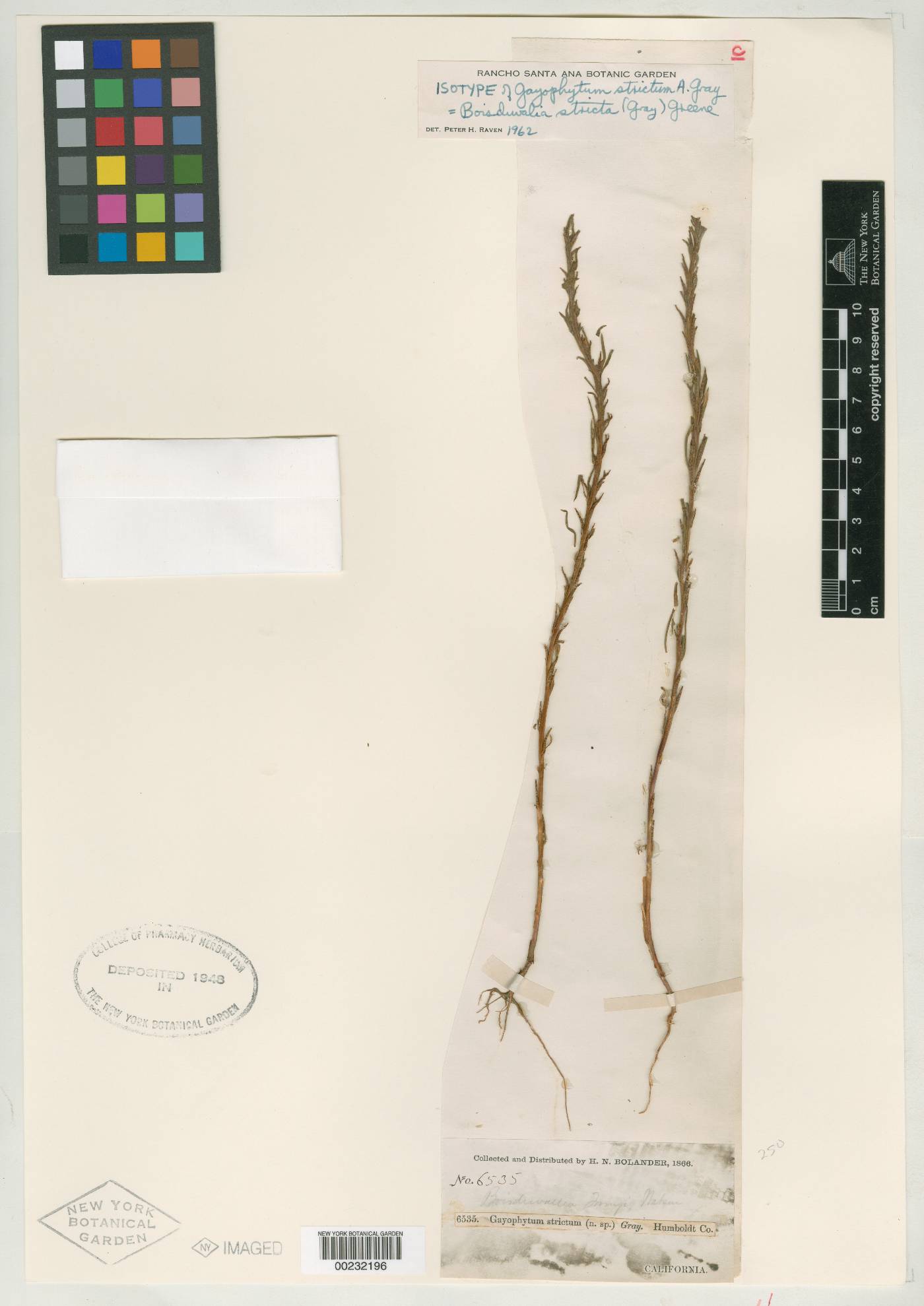 Gayophytum strictum image