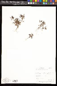 Collinsia parviflora image