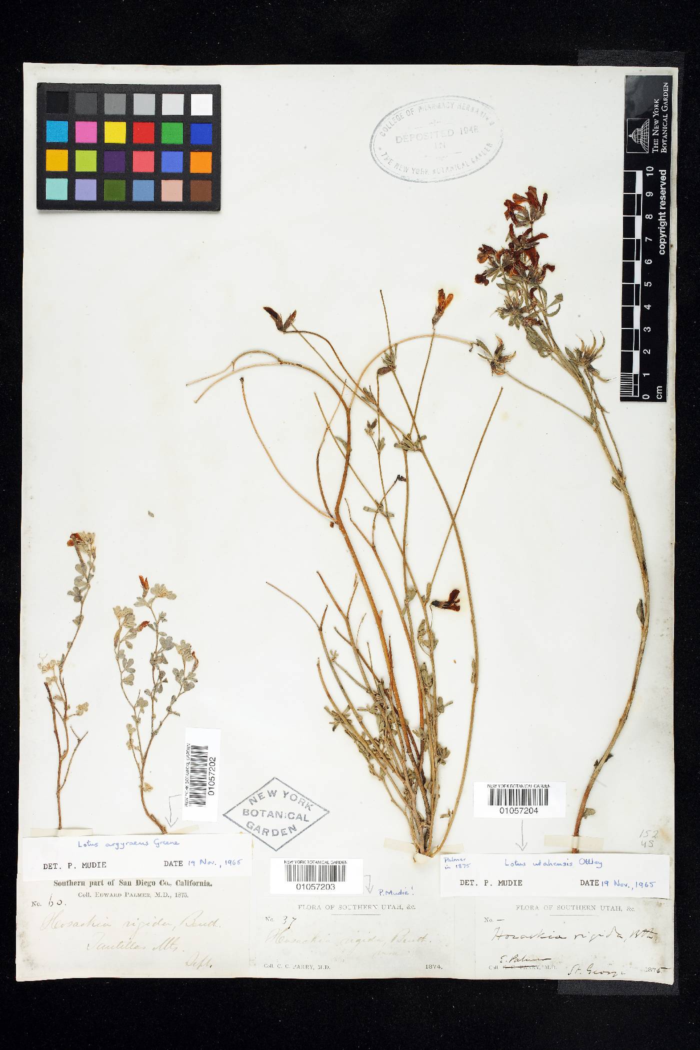 Lotus argyraeus image
