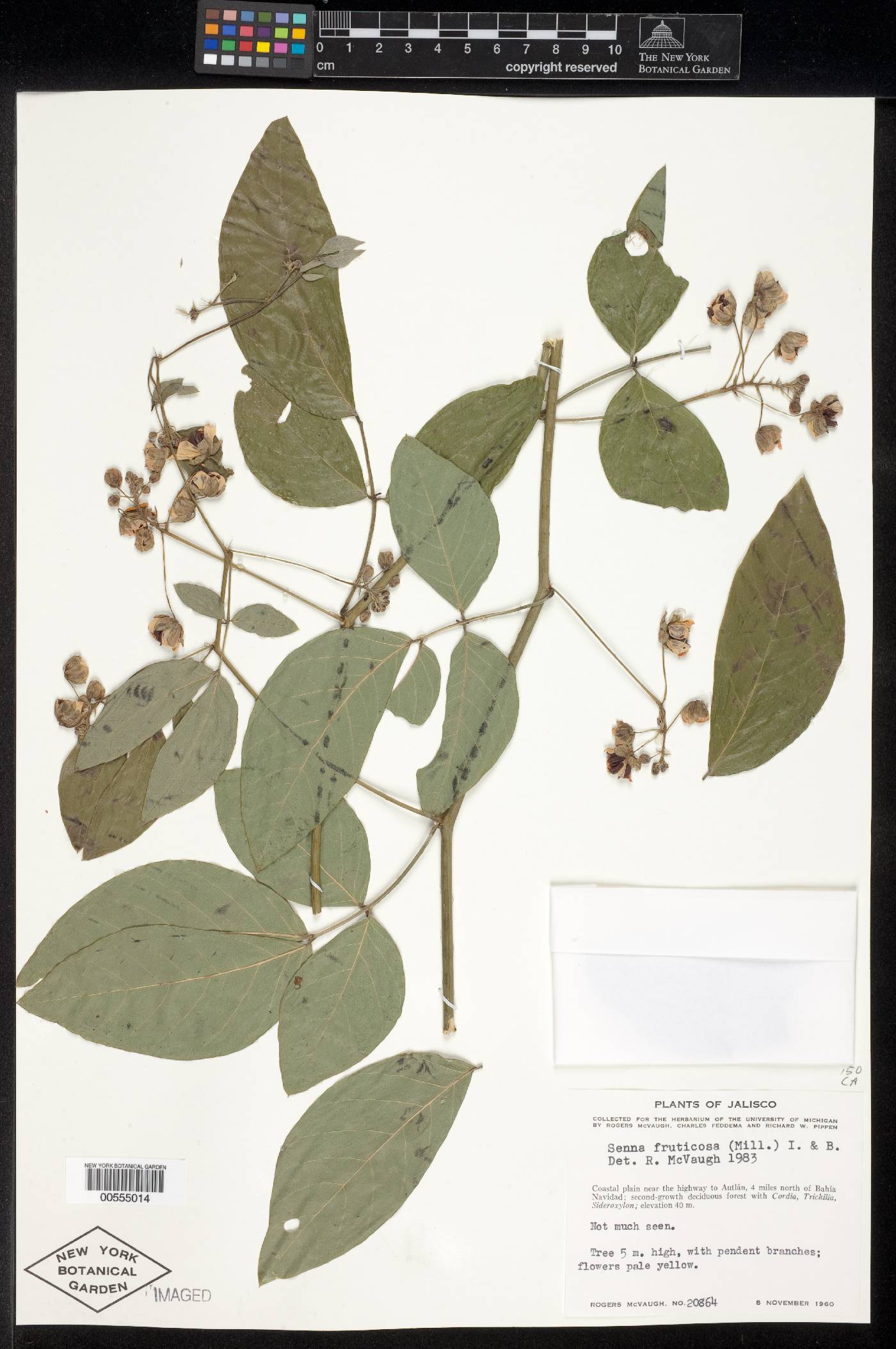 Senna fruticosa image