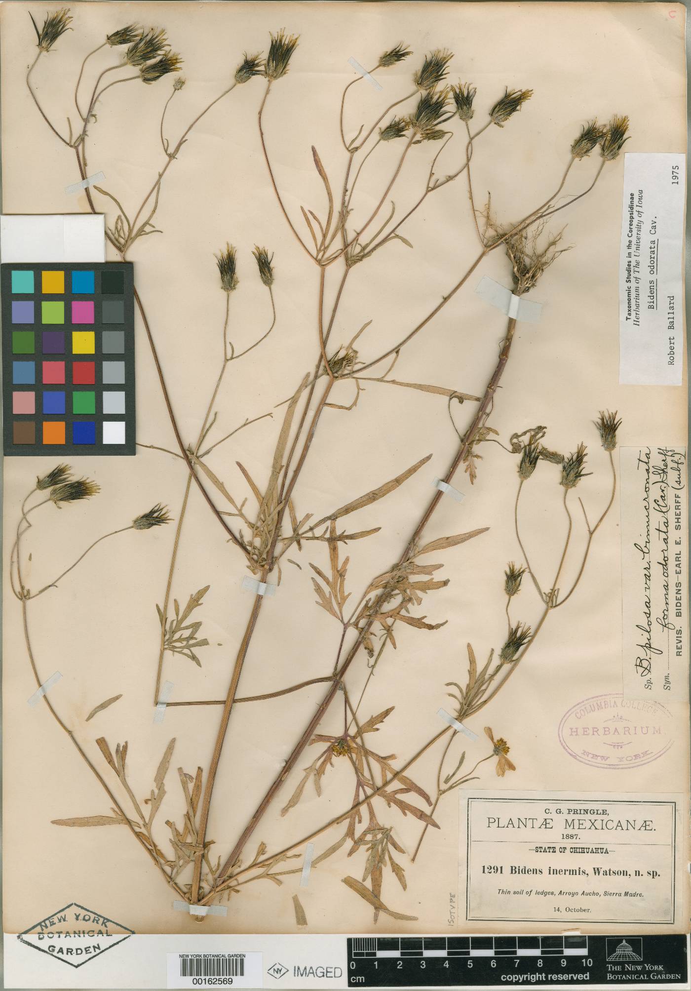 Bidens alba image