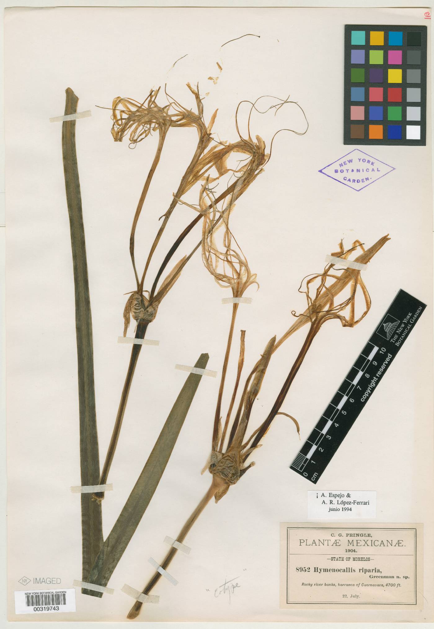 Hymenocallis acutifolia image