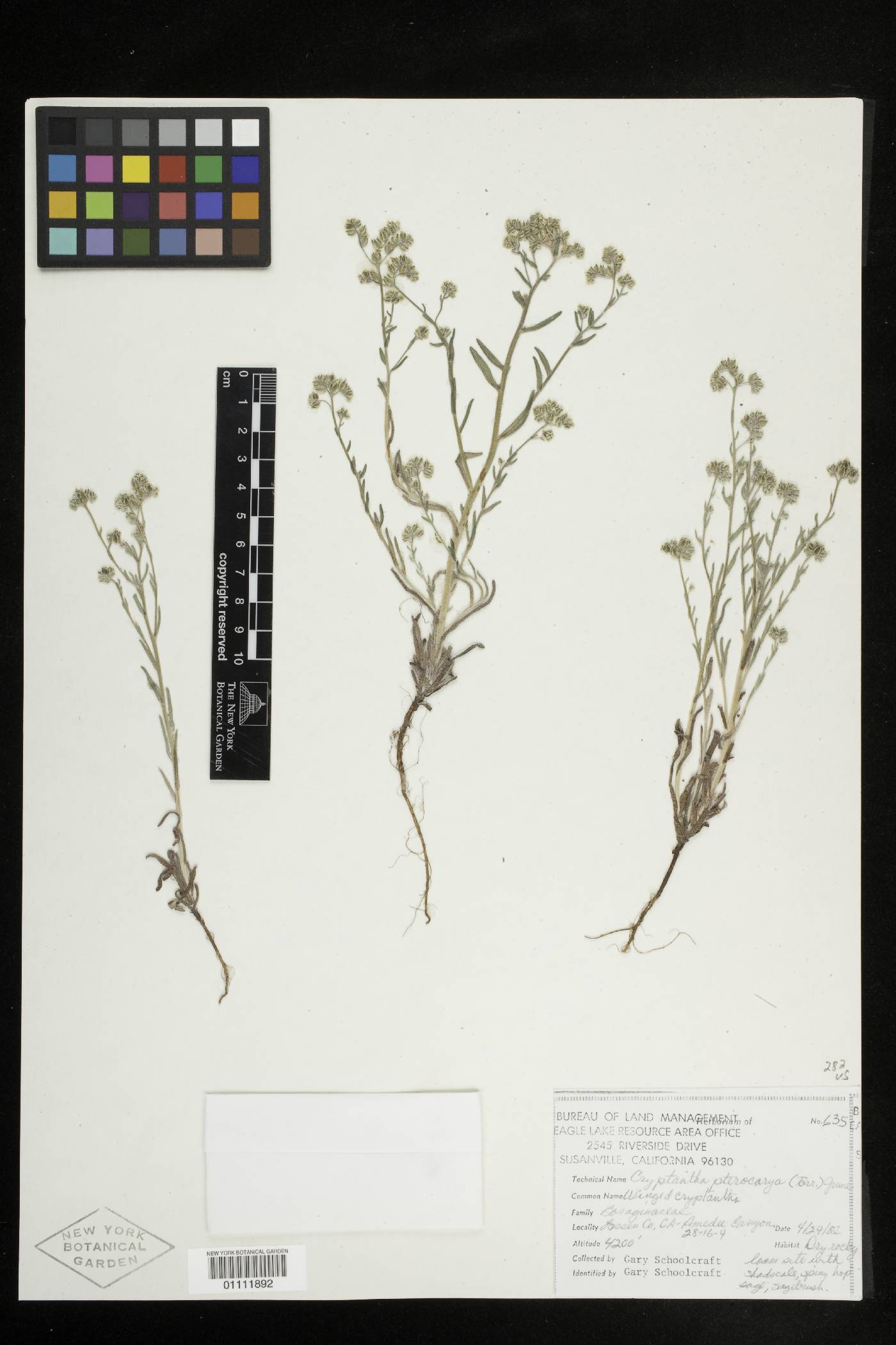 Cryptantha pterocarya var. pterocarya image