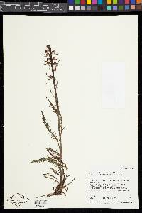 Pedicularis groenlandica image