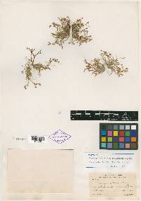 Juncus pelocarpus var. sabulonensis image