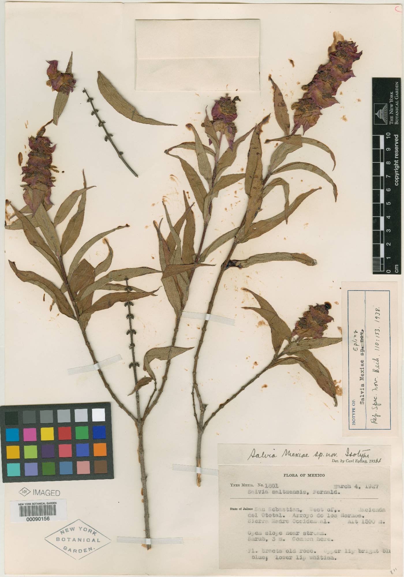 Salvia mexiae image