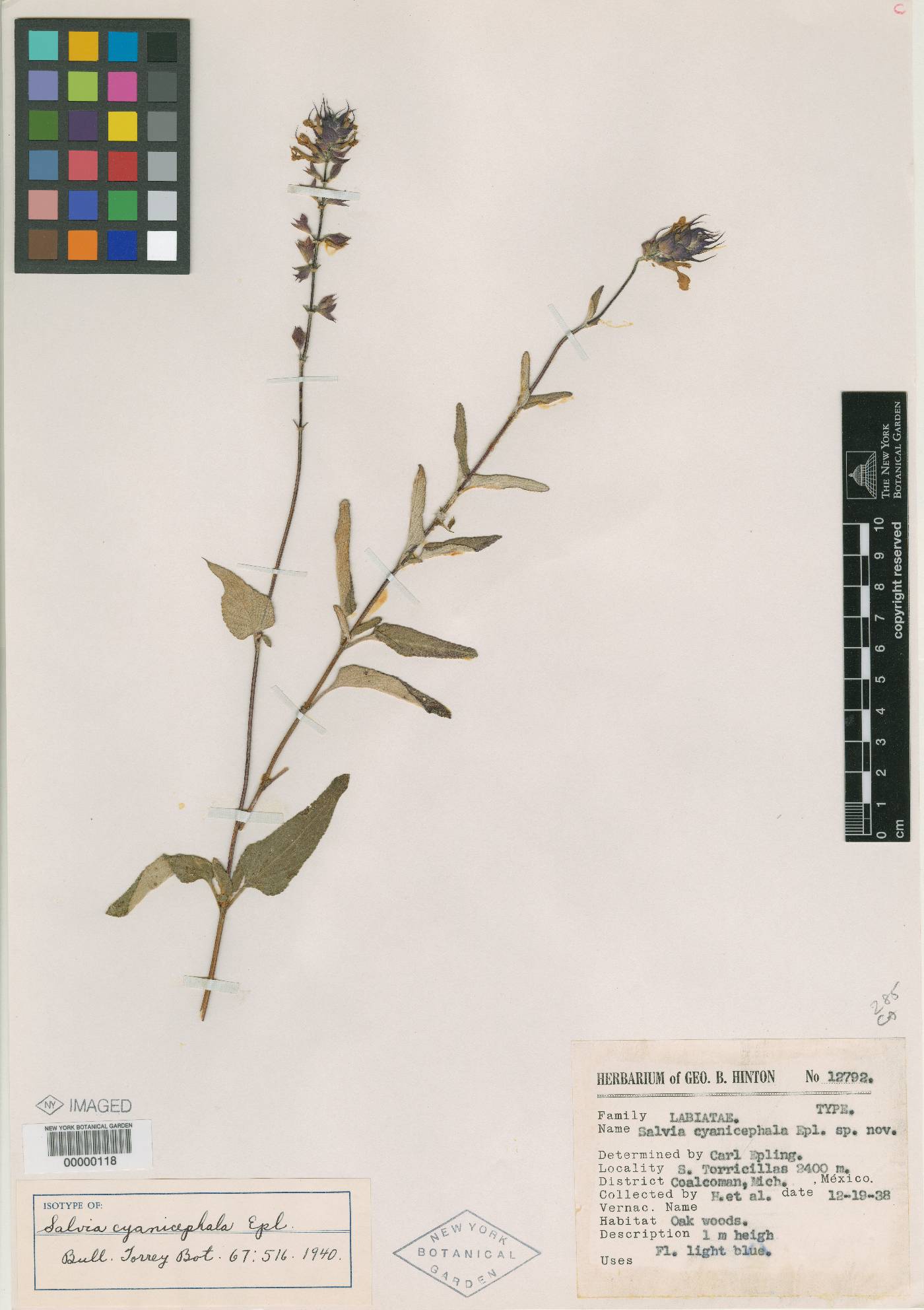 Salvia cyanicephala image