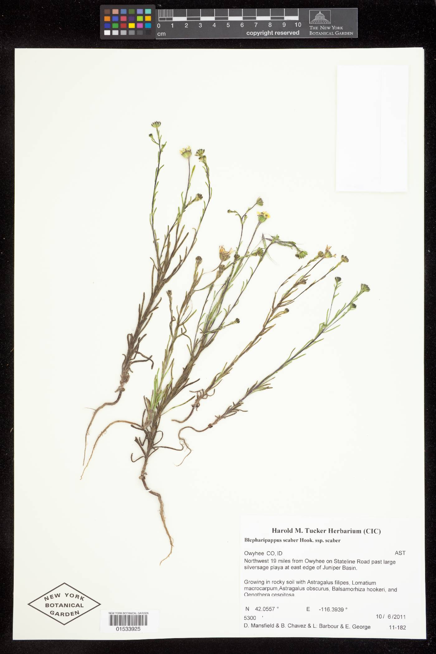 Blepharipappus scaber subsp. scaber image