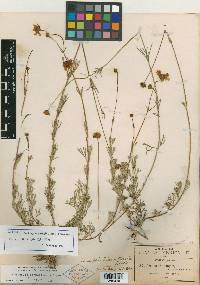 Heterosperma mexicanum var. pinnatisectum image