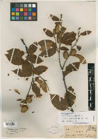 Betula alleghaniensis image