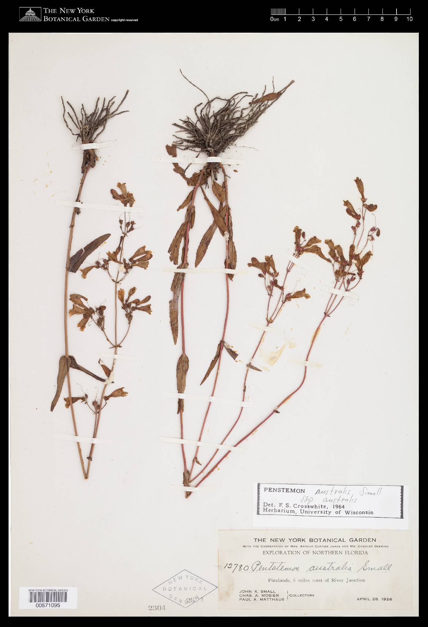 Penstemon australis image